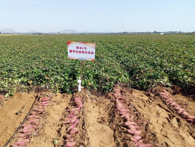 k8����(�й�)����Ӯ�ҡ�һ������