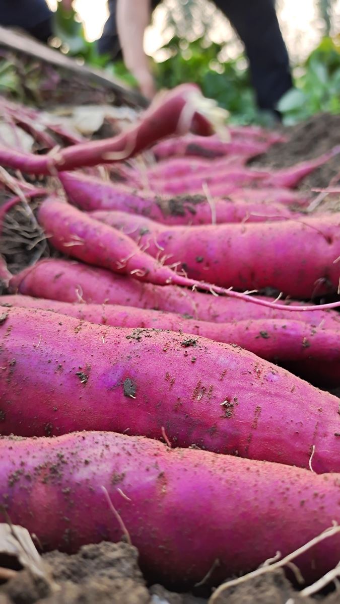 k8����(�й�)����Ӯ�ҡ�һ������