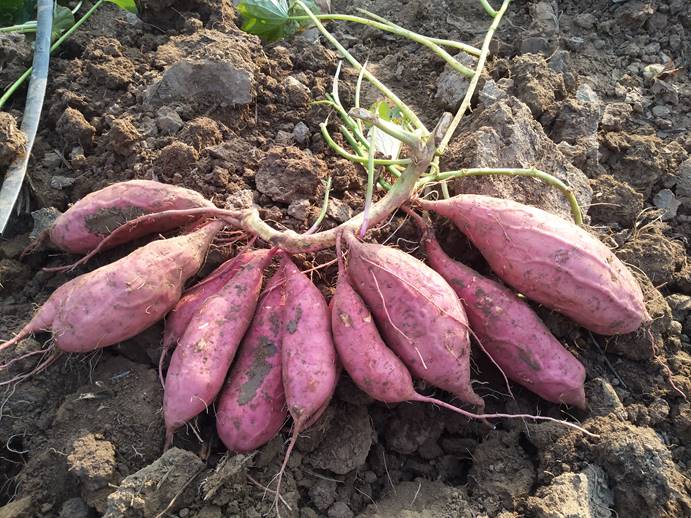 k8����(�й�)����Ӯ�ҡ�һ������